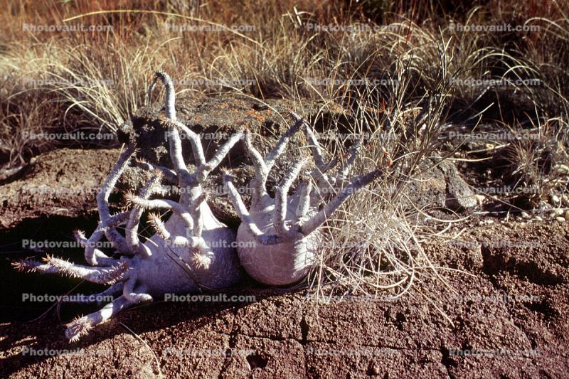Elephant's Foot Plant, (Pachypodium rosulatum), Gentianales, Apocynaceae, Arid, Drought, Dry, Dessicated,  Arid, Drought, Dry, Dessicated, Parched, Dirt, soil, gourd
