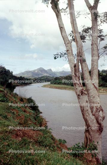 Tree, River, Mountains, Hills, Woodlands