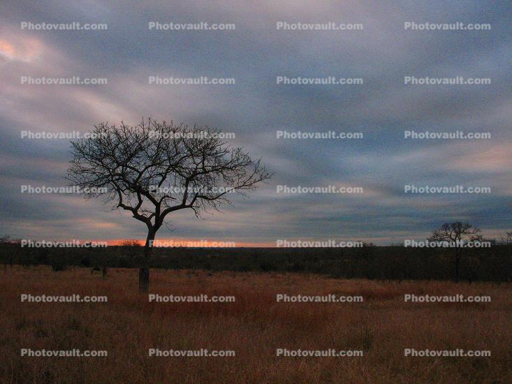 sunset, grassland, trees