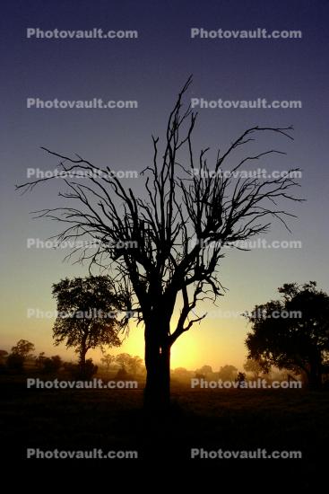 Sunset, Gnarled Trees