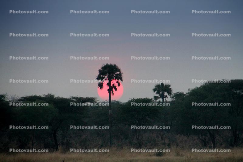 Sunset, palm tree