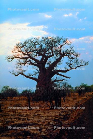 bare tree, Baobab Tree, Adansonia, curly, twisted