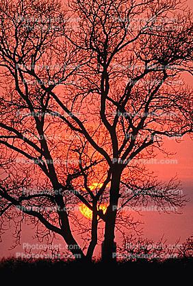 bare tree, sunset