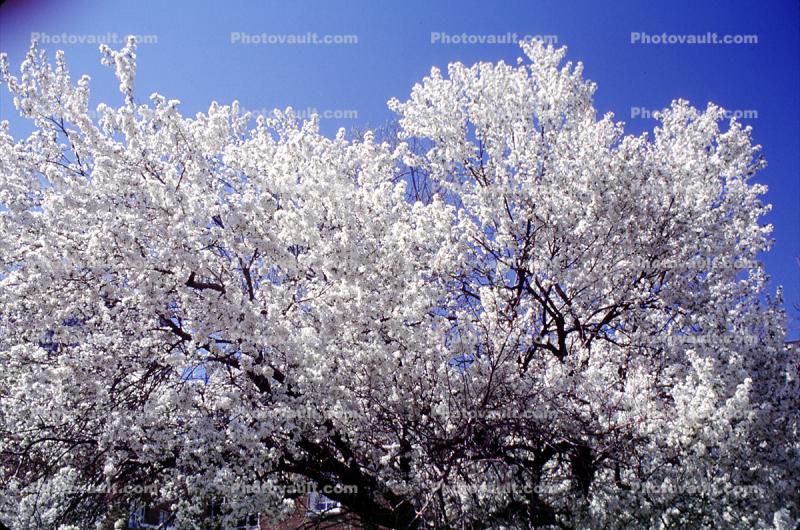 White Flowery Tree
