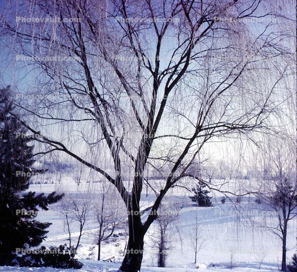 Bare Tree in Winter
