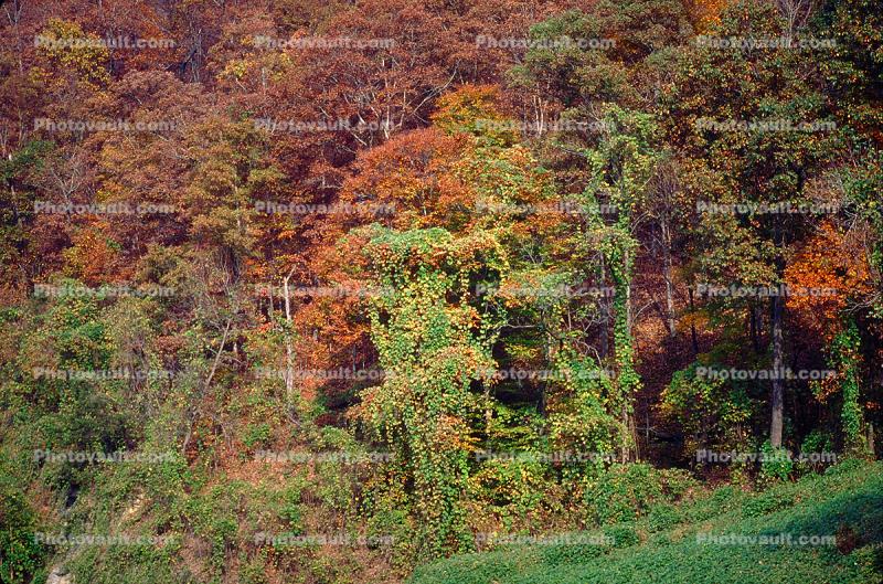 Forest, Woodlands, Mountain, Kudzu, autumn