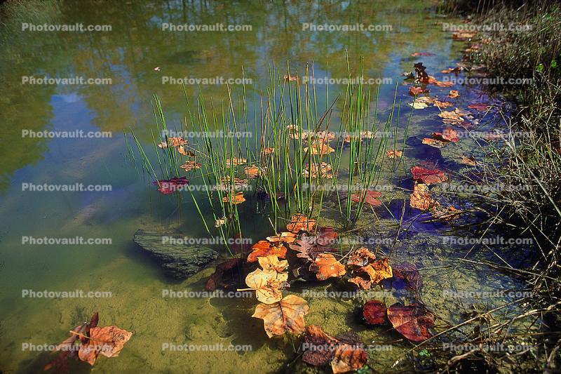 pond, water, autumn
