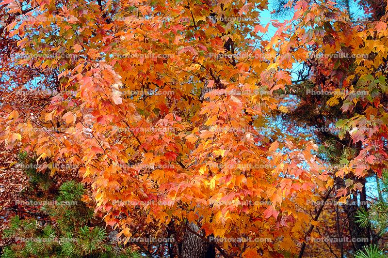 tree, fall colors, Trees, Vegetation, Flora, Plants, Colorful, Beautiful, autumn