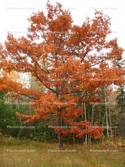 Autumn Colors, tree
