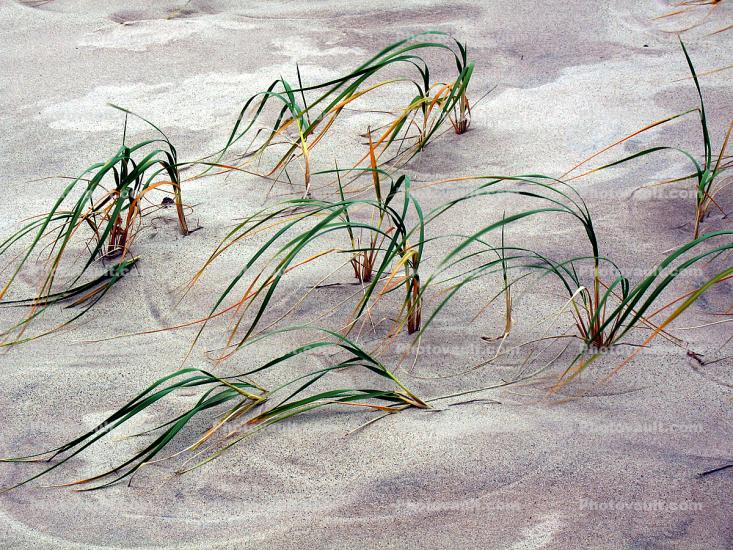 Beach, Sand, Plants, Grass, coast, coastal