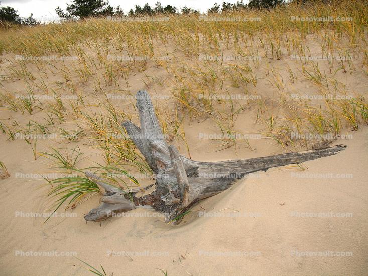 Driftwood, sand, Beach, Plants, Grass, coast, coastal