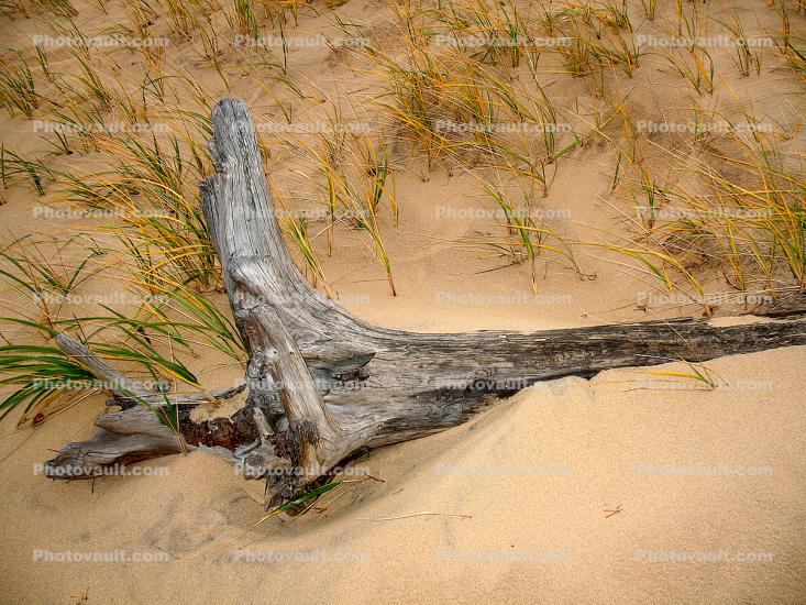 Driftwood, sand, Beach, Plants, Grass, coast, coastal