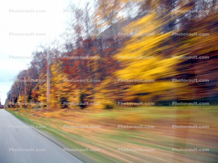Autumn, fall colors, trees, leaves, forest, trees, woodland