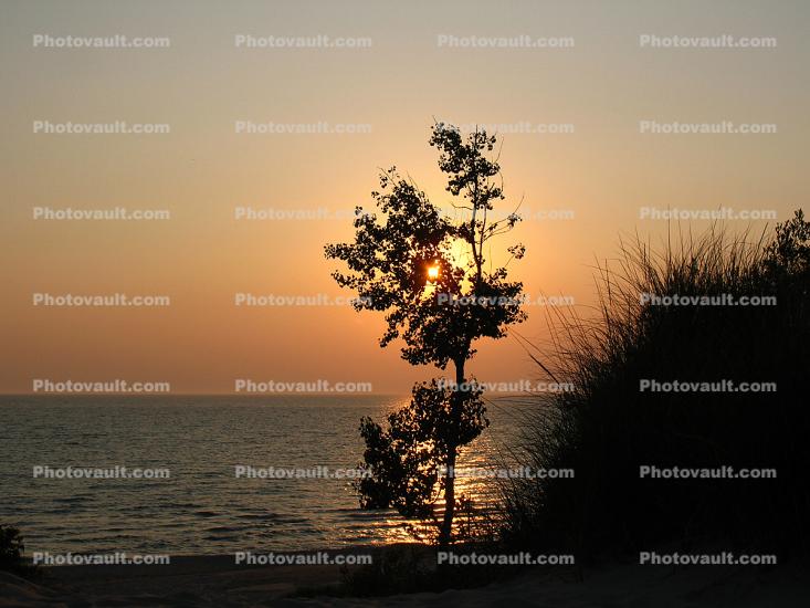 Sunset, Tree, Beach, Plant, Lake, shoreline, shore