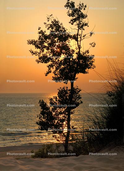 Tree, Beach, Plant, Lake, shoreline, shore, Sunset