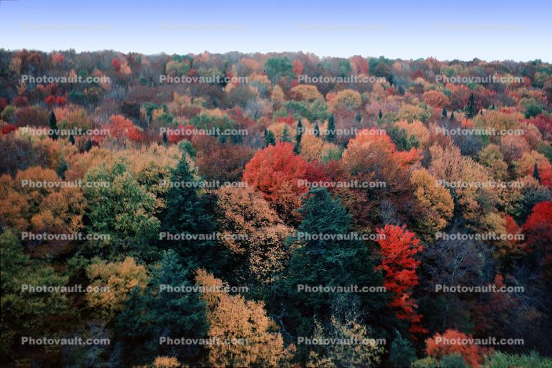 Fall Colors, Autumn, Deciduous Trees, Forest, Woodlands