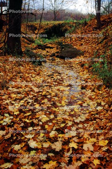Forest, Woodlands, Fall Colors, Autumn, Trees, Vegetation, Flora, Plants, Exterior, Outdoors, Outside