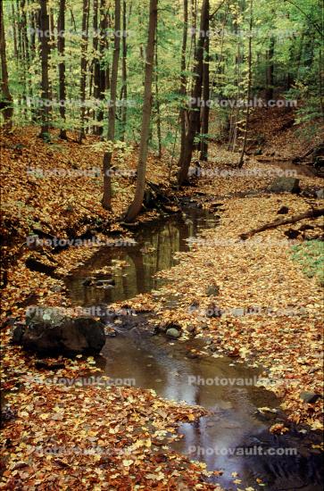 Stream, brook. leaves, Bucolic, Rural, Peaceful, autumn, Equanimity