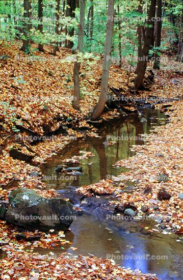 Forest, Woodlands, Stream, Rock, Water, autumn