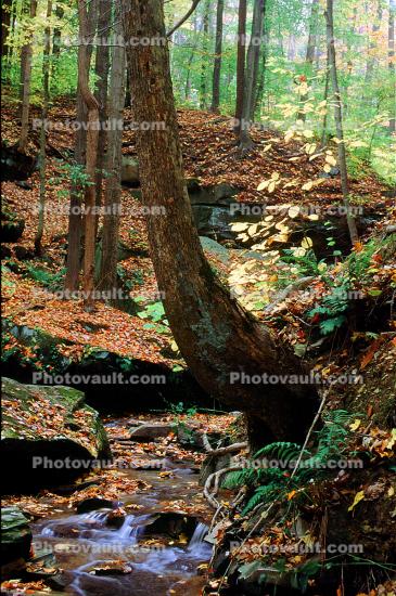 Forest, Woodlands, Trees, Stream, autumn