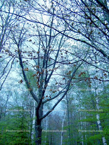 Trees, Peninsula State Park, Green Bay, Wisconsin