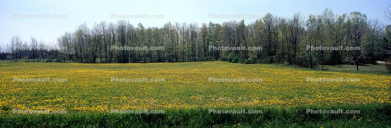 Springtime Flowers, Green Bay Peninsula, Door County, Wisconsin