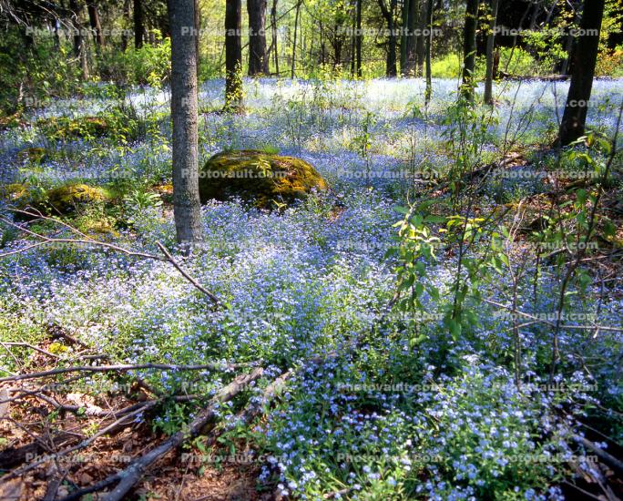 Springtime Flowers, Peninsula State Park, Green Bay Peninsula, Door County, Wisconsin