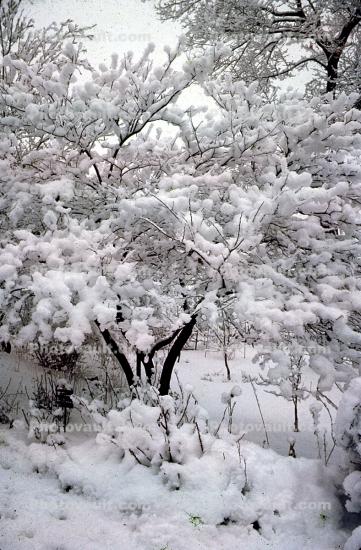 Trees, Vegetation, Plants, Snow, Cold, Ice, Chill, Chilly, Chilled