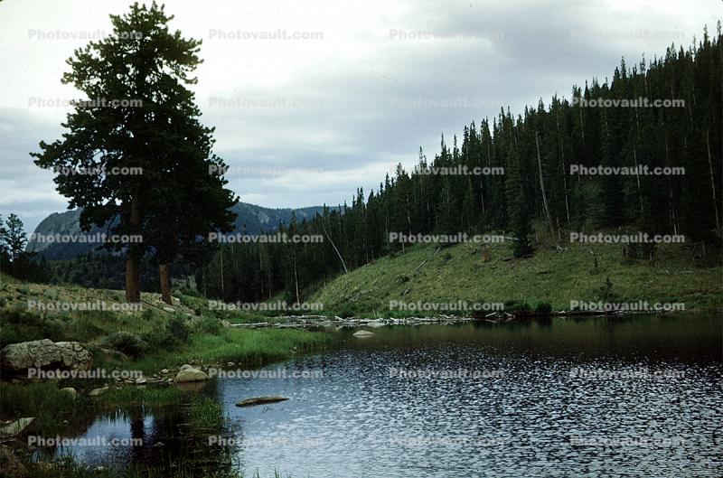 Trees, Vegetation, Flora, Plants, Lake, Pond, Woods, Forest, Exterior, Outdoors, Outside, water