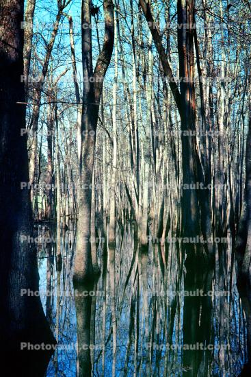 Cypress Swamp, Old Trace, Natchez Trace Parkway, wetlands