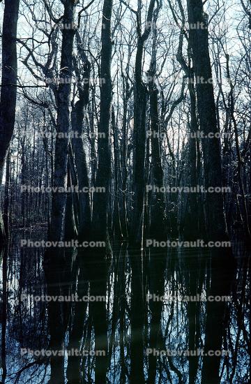 Cypress Swamp, Old Trace, Natchez Trace Parkway, wetlands