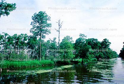 Cypress Trees, Swamp, Bayou, Water, Waterway, wetlands