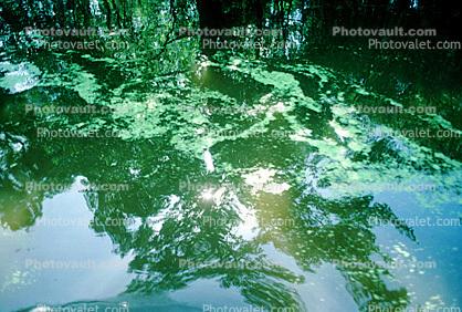 sirls, reflection, Swamp, Bayou, Water, Trees, wetlands