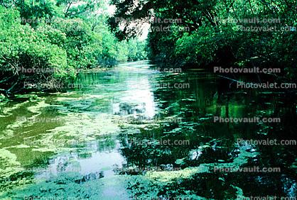 Swamp, Bayou, Water, Trees, Waterway, wetlands