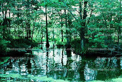 Cypress Trees, Swamp, Bayou, Water, wetlands