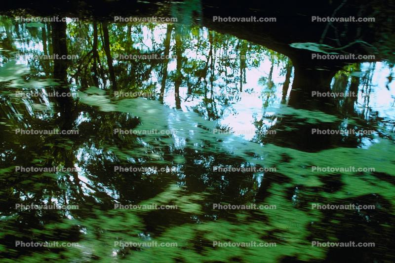 Swamp, Bayou, Water, Trees, wetlands