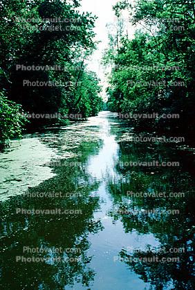 Swamp, Bayou, Water, Trees, Waterway, wetlands