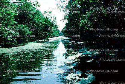Swamp, Bayou, Water, Waterway, wetlands
