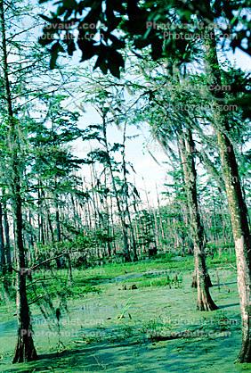Cypress Trees, Swamp, Bayou, Water, wetlands