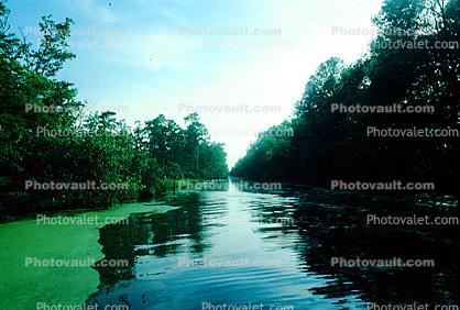 Cypress Trees, Swamp, Bayou, Water, Waterway, wetlands