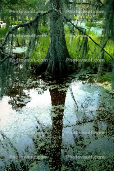 Swamp, Bayou, Water, Cypress Trees, wetlands
