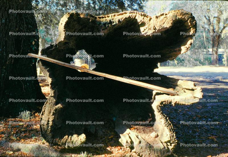hollow log, trees