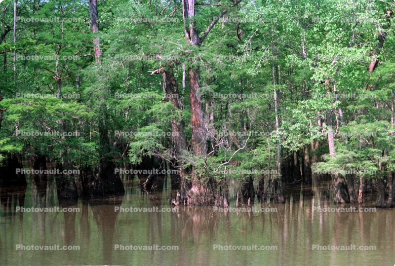 Lake, trees, forest, water, shore, shoreline, Cypress