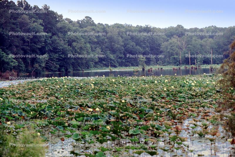 Water Lilly, pond, lake, forest, water
