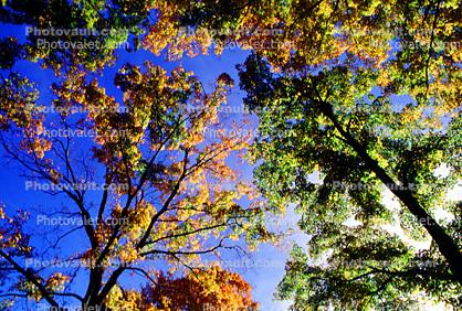 Woodlands, trees, autumn