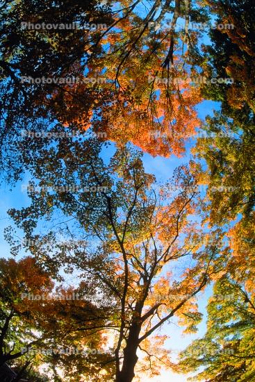 Woodlands, trees, fall colors, autumn, Vegetation, Colorful, Magical, Woods, Forest, Exterior, Outdoors, Outside