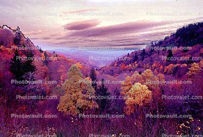 Forest, Woodlands, Trees, Hill, autumn