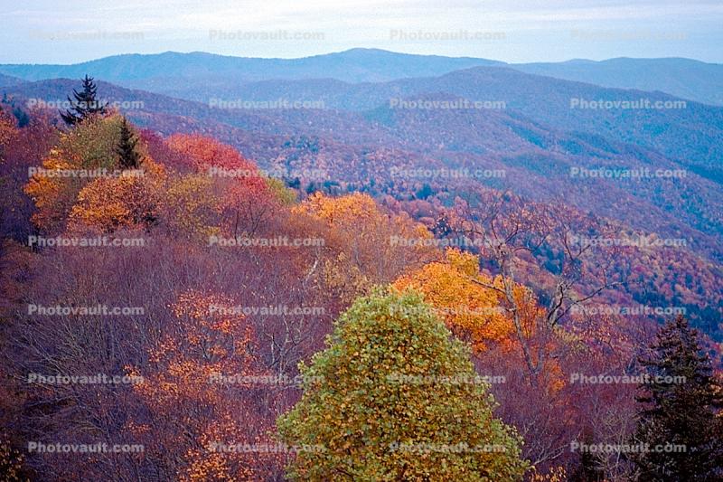 Forest, Woodlands, Trees, Hills, Mountains, autumn, Equanimity