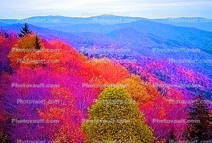 Fall colors, Autumn, Trees, Vegetation, Flora, Plants, Colorful, Woods, Forest, Exterior, Outdoors, Outside, Rural, peaceful, Psychedelic, psyscape