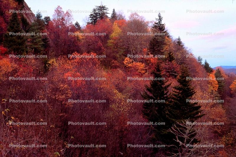 Forest, Woodlands, Trees, Hills, Mountains, autumn